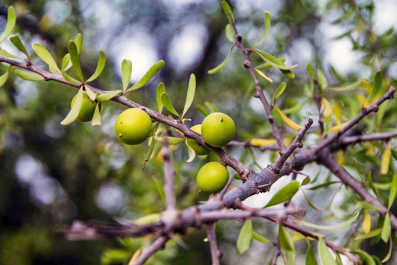 Frutos de árbol de Arganes / Foto: Pixabay
