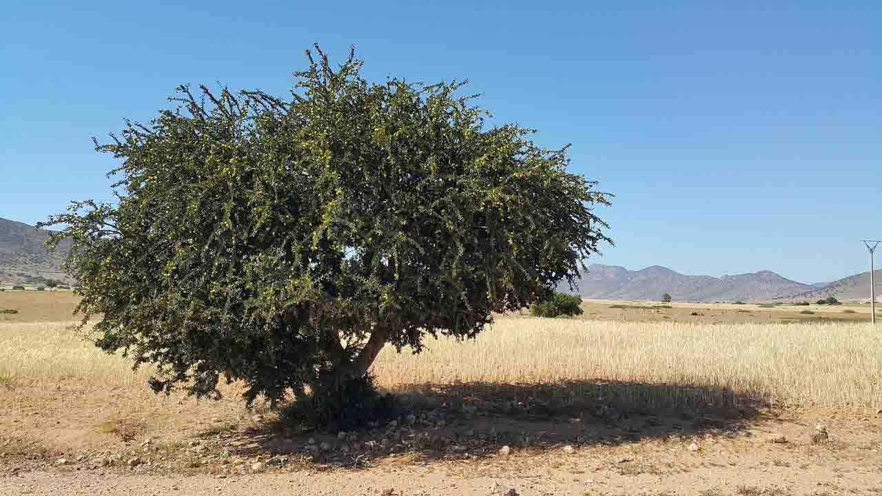 Ejemplar de árbol de arganes del que se extrae el aceite de argán