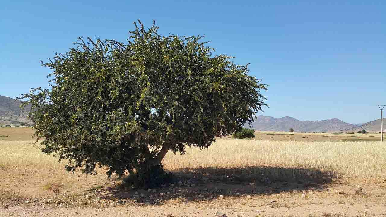 Ejemplar de árbol de arganes del que se extrae el aceite de argán Ejemplar de árbol de arganes del que se extrae el aceite de argán