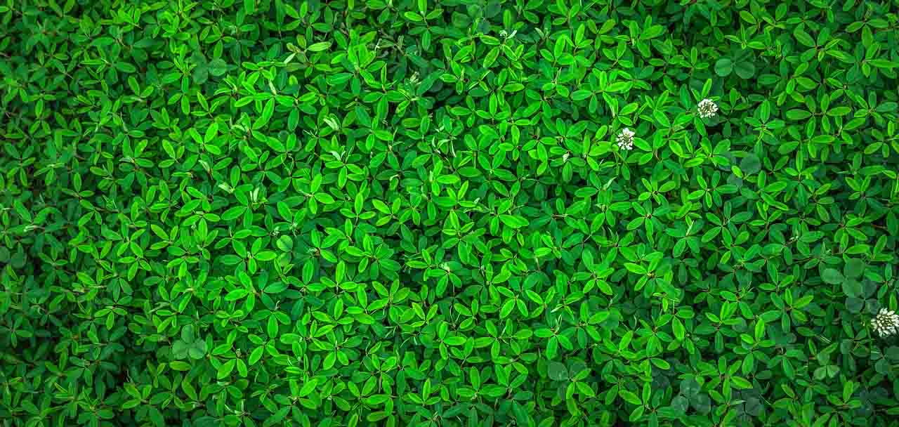 El 12 de mayo es una fecha de gran importancia ya que se celebra el Día Internacional de la Sanidad Vegetal