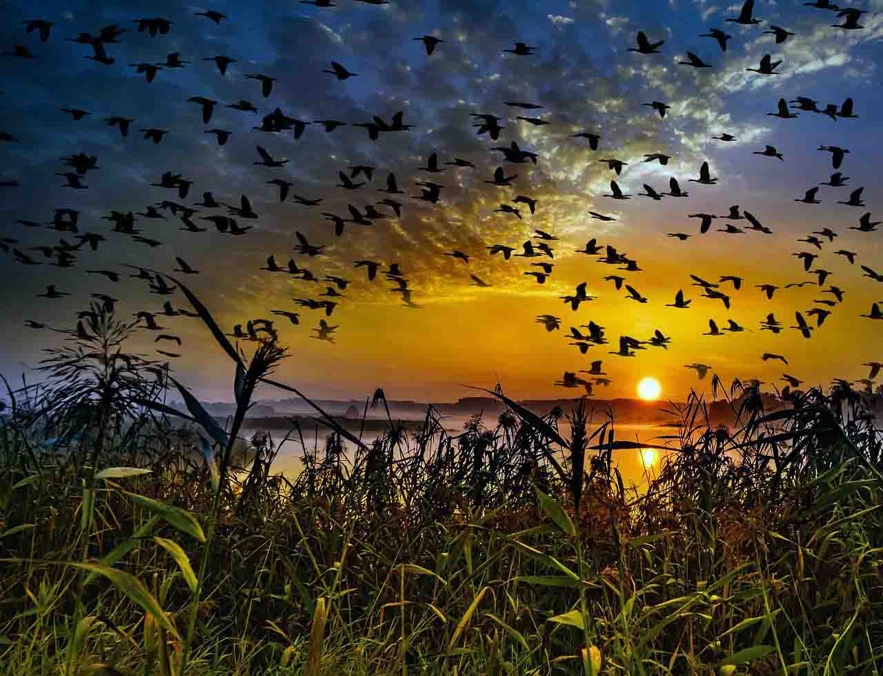 El Día Mundial de las Aves Migratorias (DMAM) tiene una doble celebración cada año / Foto: Pixabay