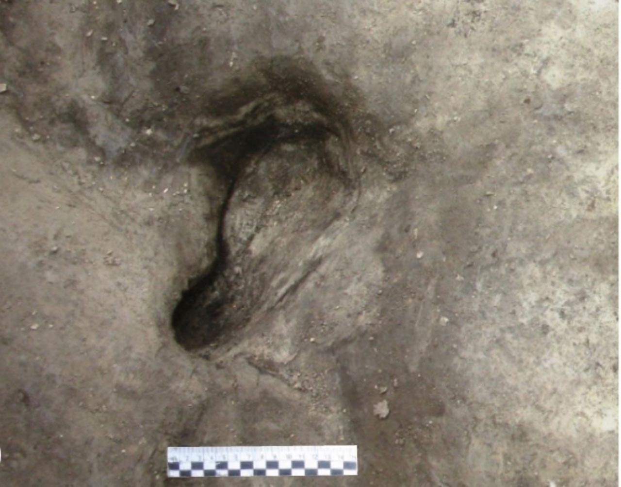 Posible huella de homínido descubierta en Schöningen, Alemania / Foto: Universidad de Tubinga Posible huella de homínido descubierta en Schöningen, Alemania / Foto: Universidad de Tubinga