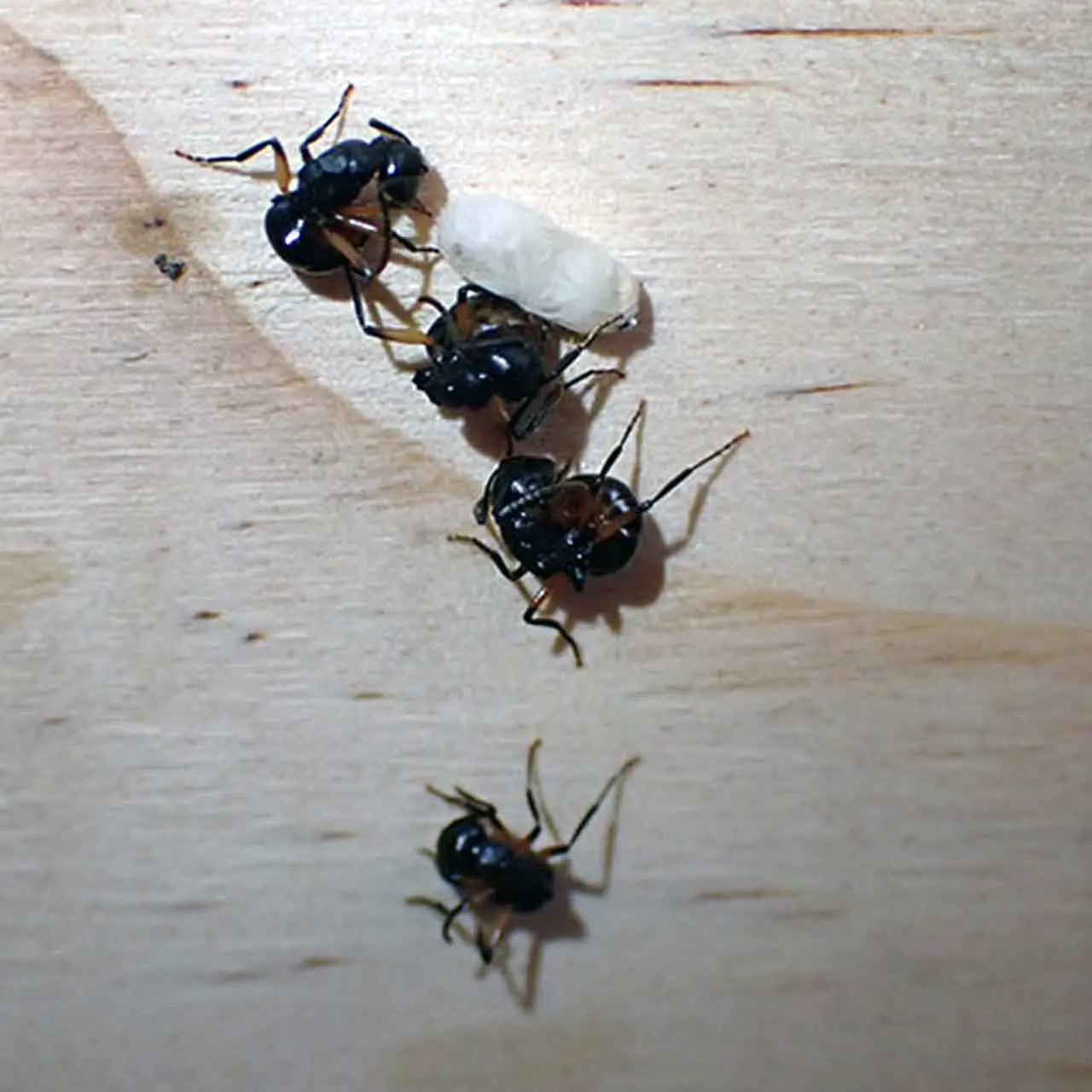 Hormigas Polyrhachis femorata fingiendo la muerte / Foto:  S. 'Topa' Petit