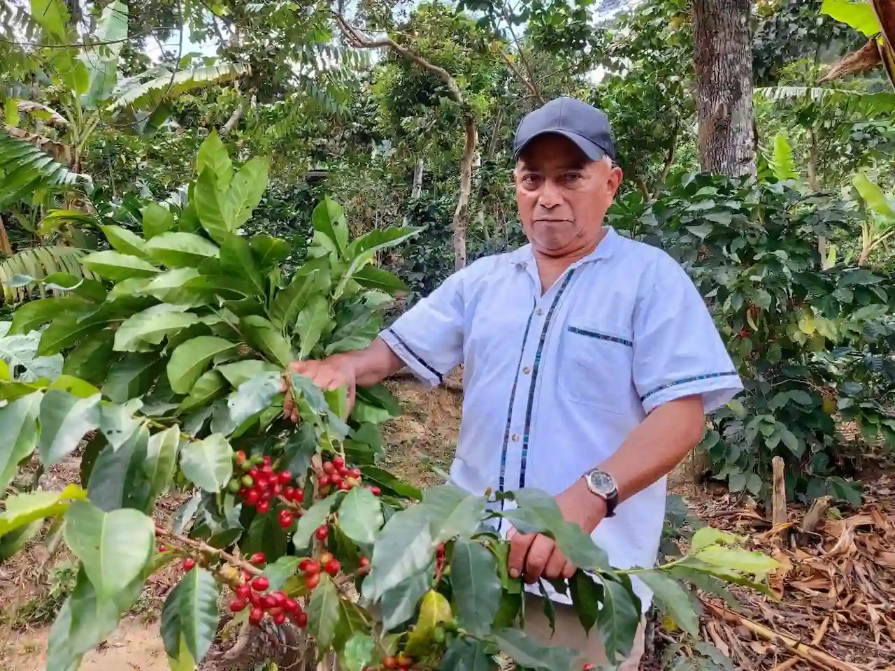 Filantrópico y EthicHub se unen llevar café de especialidad más solidario y sostenible a las empresas / Foto: EP