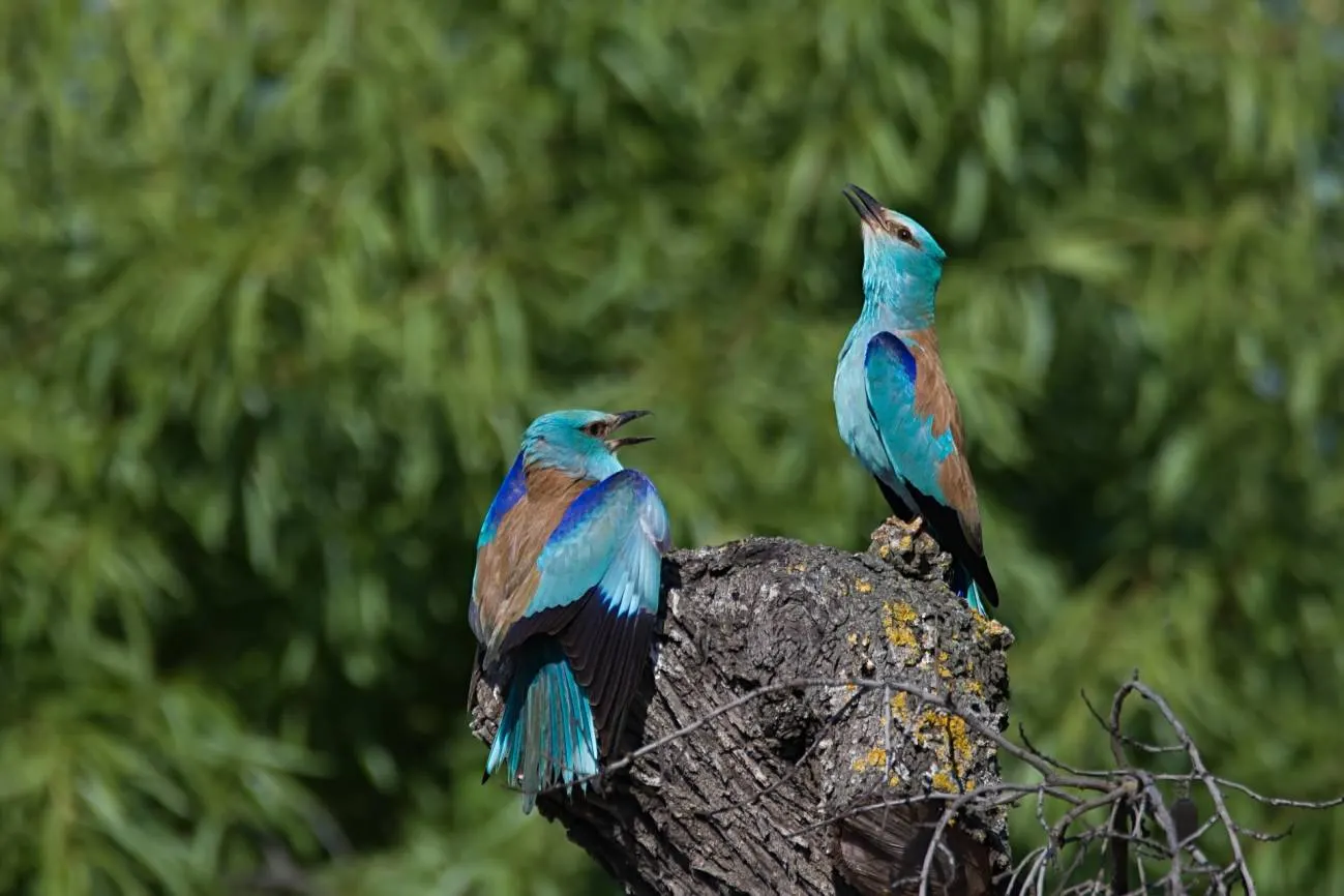 El uso masivo de pesticidas acaba con el alimento de muchas aves. En la imagen dos carracas europeas / Foto: Xavier Riera - CREAF