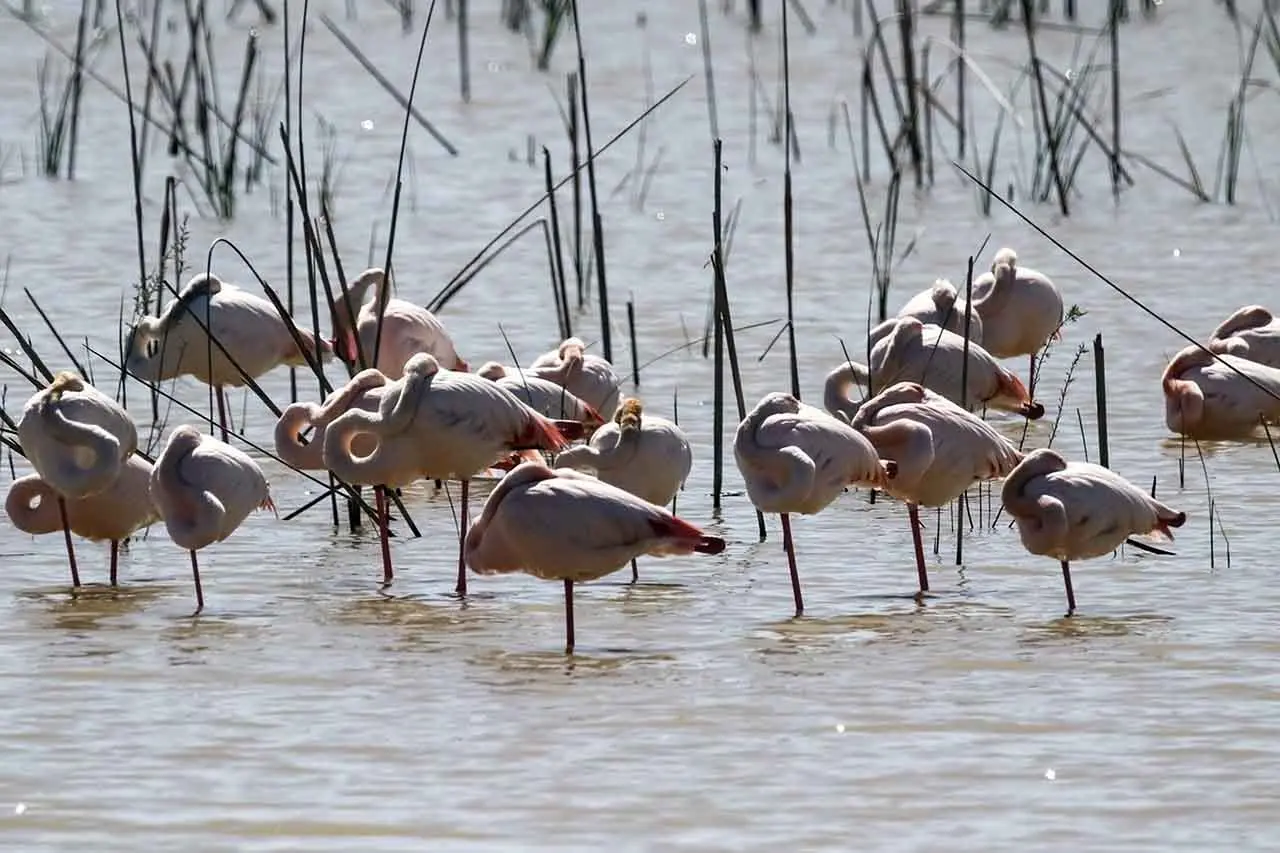 Una foto de archivo de flamencos en Doñana / Foto EP