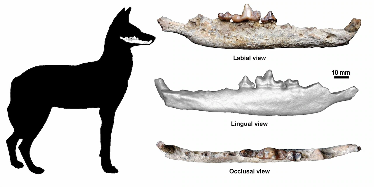 Encuentran una madíbula inferior de un fósil del lobo etíope de más de 1,5 millones de años / Imagen: EP