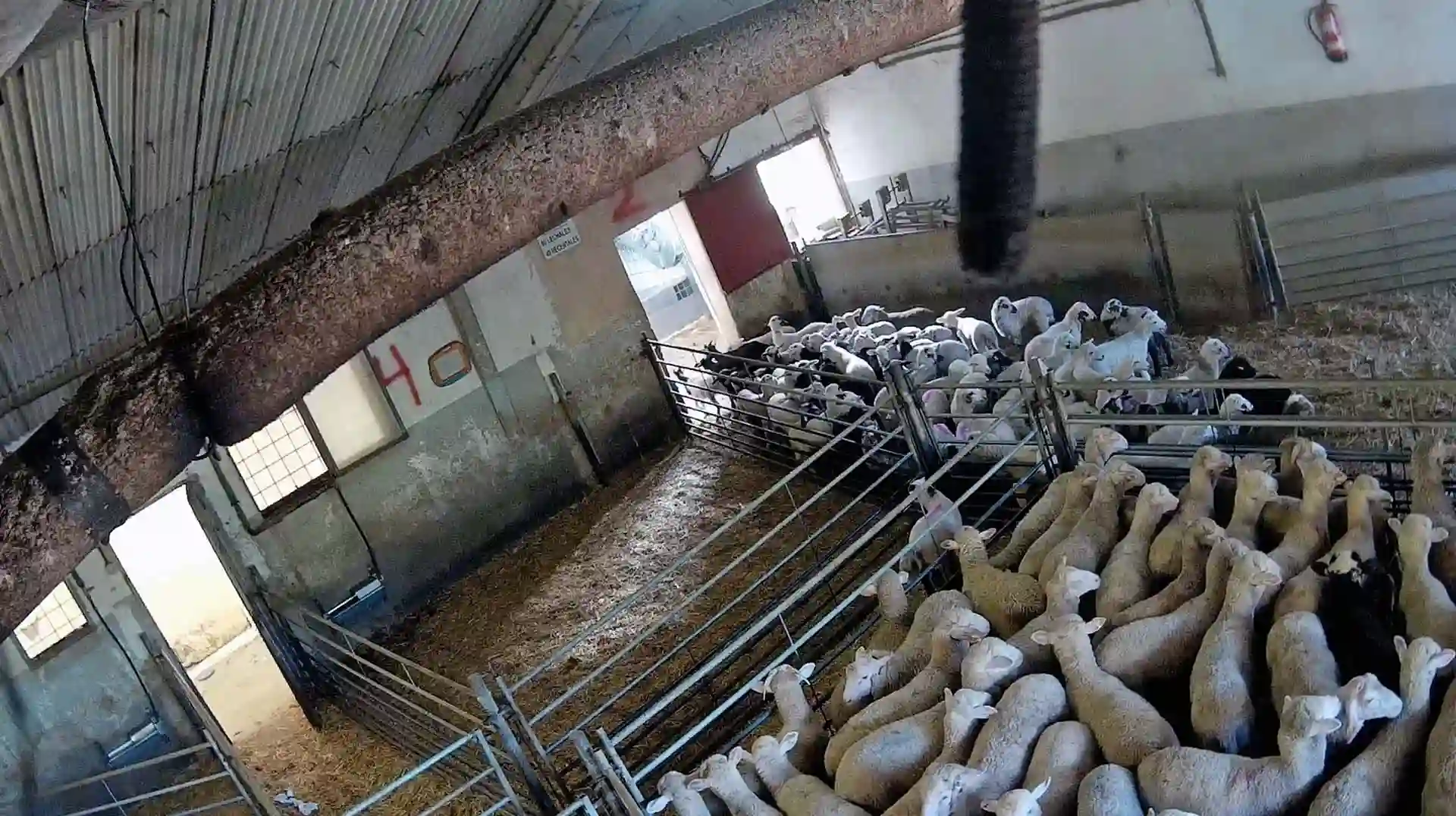 Imagen de una vídeo cámara de un matadero donde permanecen hacinados decenas de ejemplares de animales bovinos / Foto: Equalia