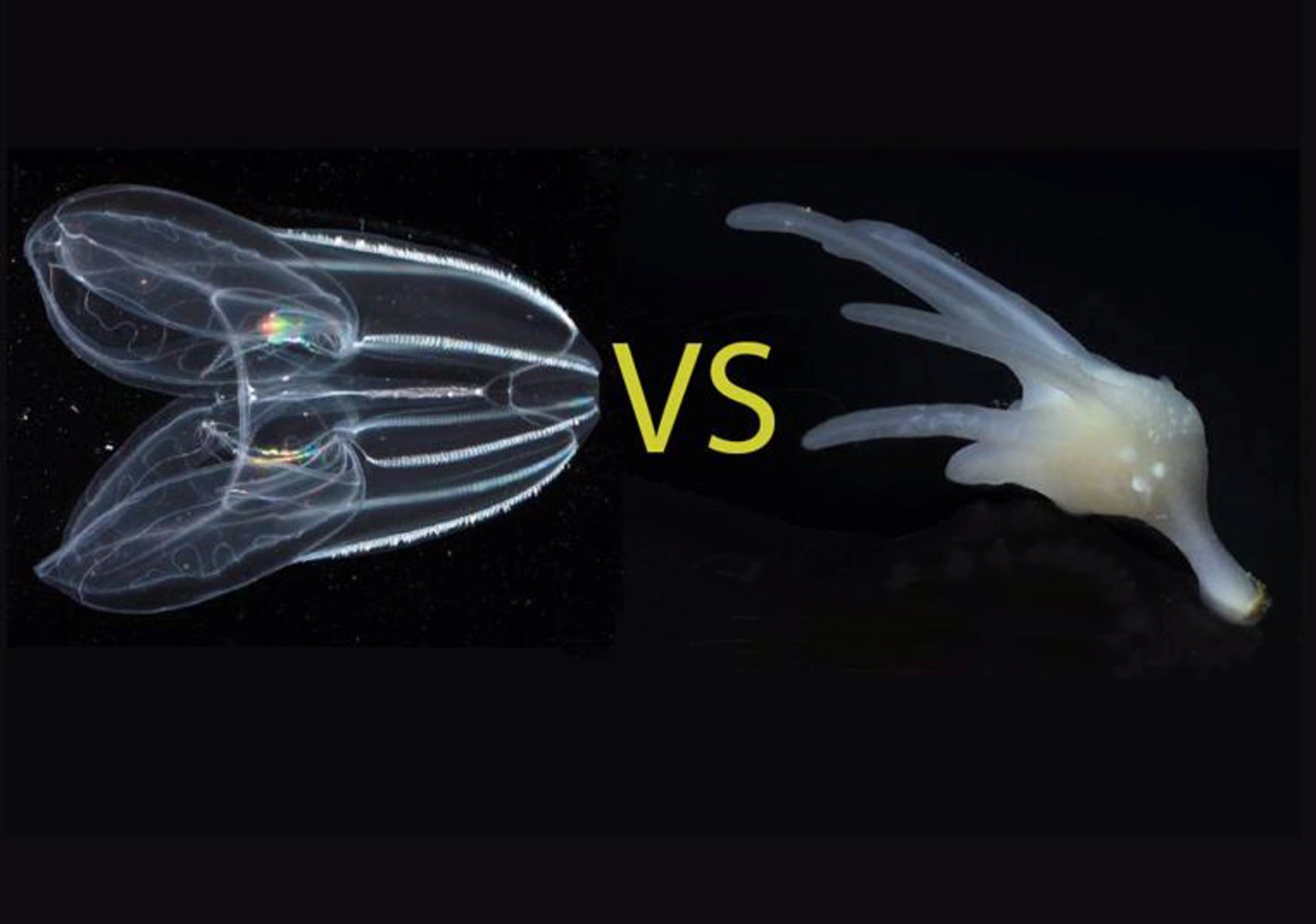 Los científicos han debatido durante mucho tiempo si las medusas peine (izquierda) o las esponjas (derecha) son el grupo hermano de todos los demás animales / Imagen: EP