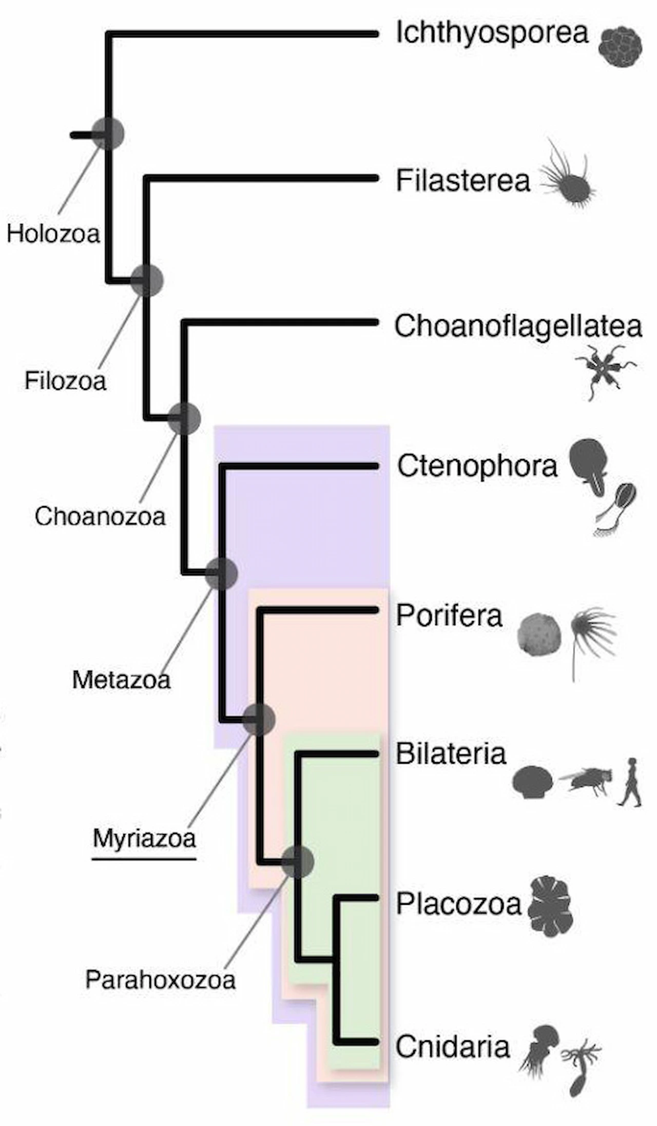 El nuevo estudio muestra cómo los primeros animales (cuadros de colores) evolucionaron a partir de protistas unicelulares (tres líneas superiores) a partir de hace unos mil millones de años. Los descendientes vivos se muestran a la derecha. Los ctenóforos, no las esponjas (Porifera), están más estrechamente relacionados con los primeros animales que se ramificaron del linaje animal (Metazoa) / Imagen: UC Berkeley