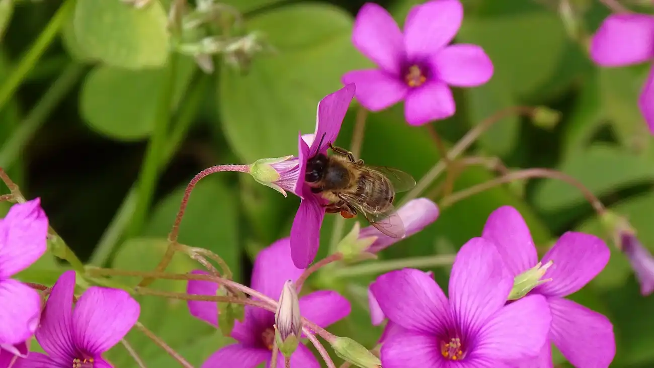 Un ejemplar de abeja sobre una flor. Día Mundial de las Abejas 2023