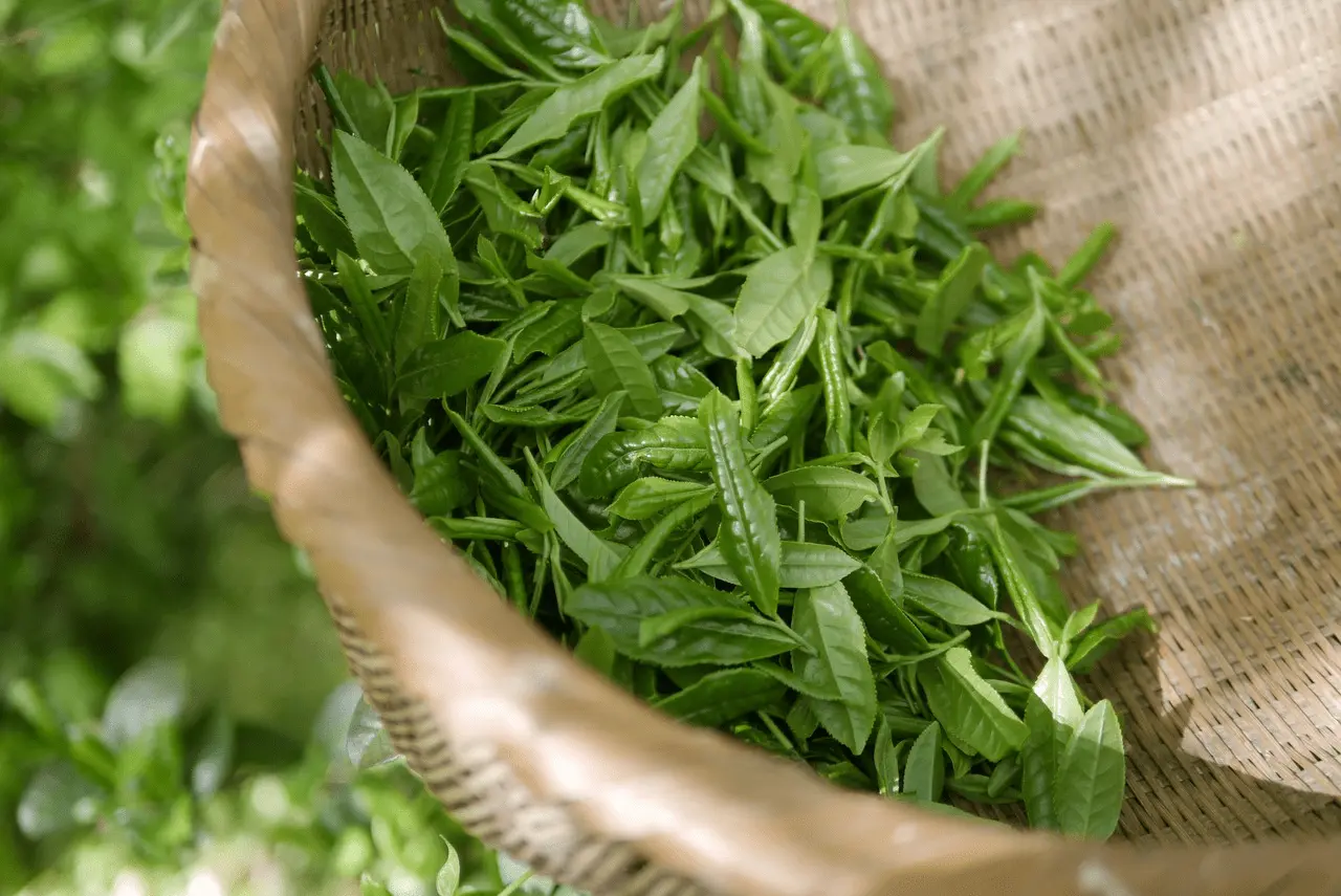 Hojas de té verde / Foto: PB Hojas de té verde / Foto: PB