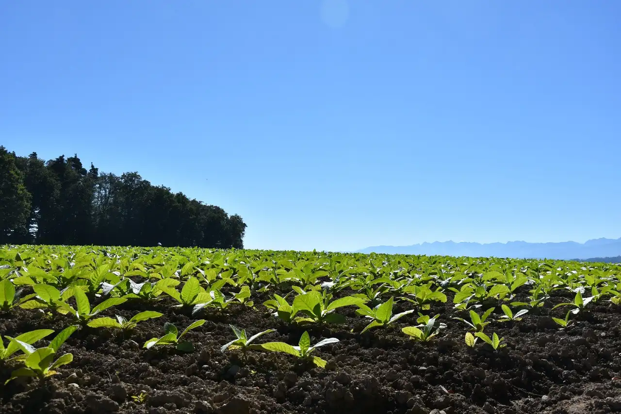 El impacto directo de la producción de tabaco sobre el medio ambiente y la explotación infantil / Foto: PxHere