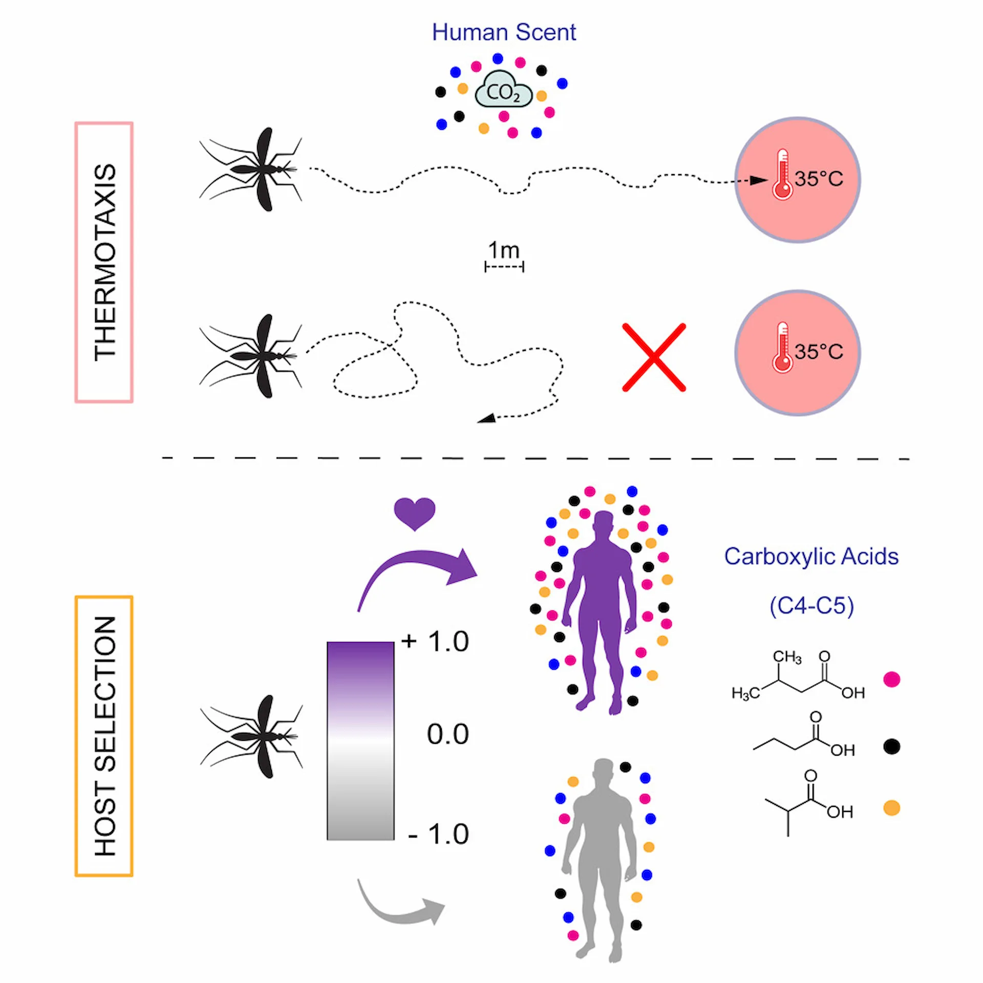 El olor corporal humano es fundamental para el comportamiento de búsqueda de hospedadores de mosquitos a larga distancia / Imagen: Biología actual El olor corporal humano es fundamental para el comportamiento de búsqueda de hospedadores de mosquitos a larga distancia / Imagen: Biología actual