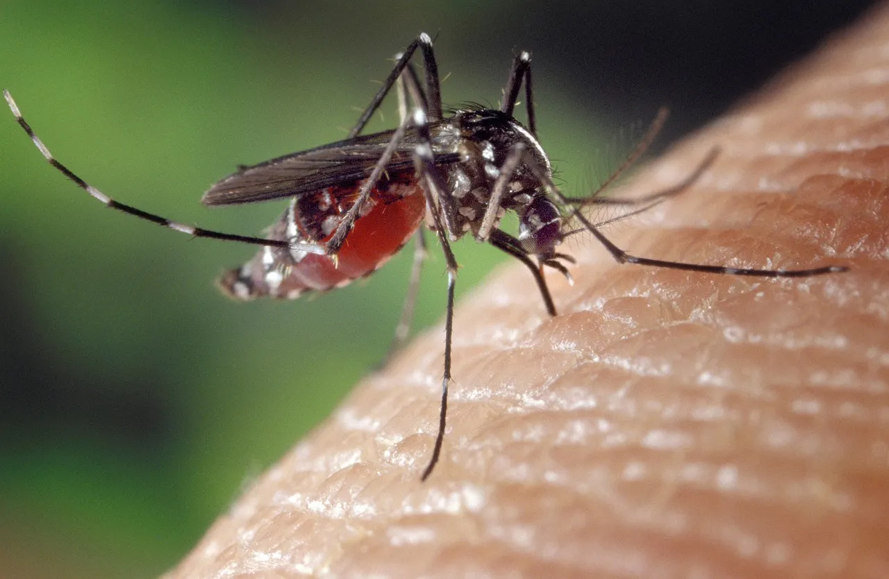 Ejemplar de mosquito. Mosquitos atraídos por el olor corporal / Foto: PB