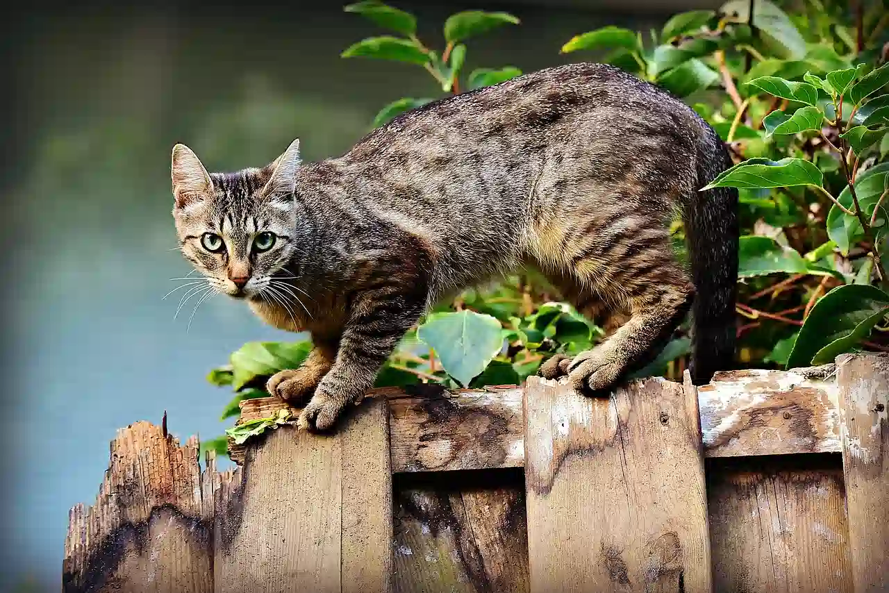 Gato a punto de saltar. Fuente: Pixabay
