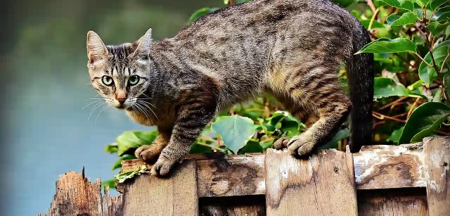 Gato a punto de saltar. Fuente: Pixabay