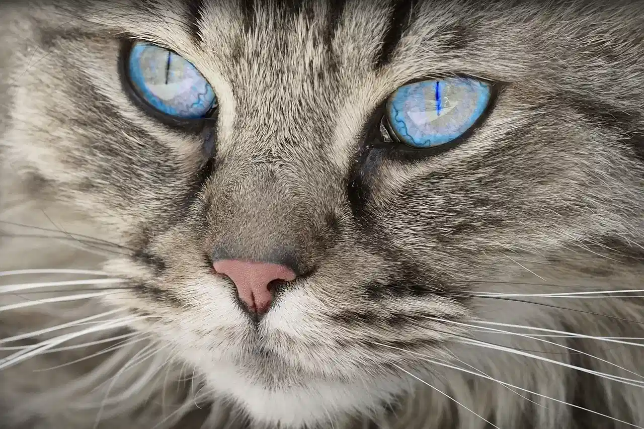 Ojos azules de gato. Fuente: Pixabay