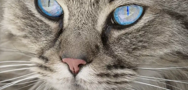 Ojos azules de gato. Fuente: Pixabay