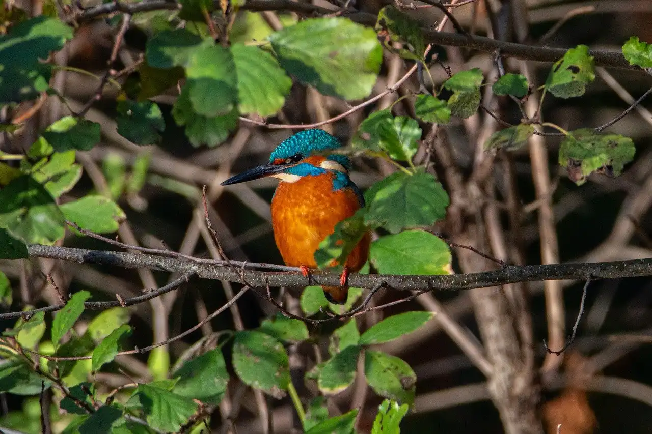 España a la cabeza del ránking de aves en declive en Europa / Foto:  Pixabay