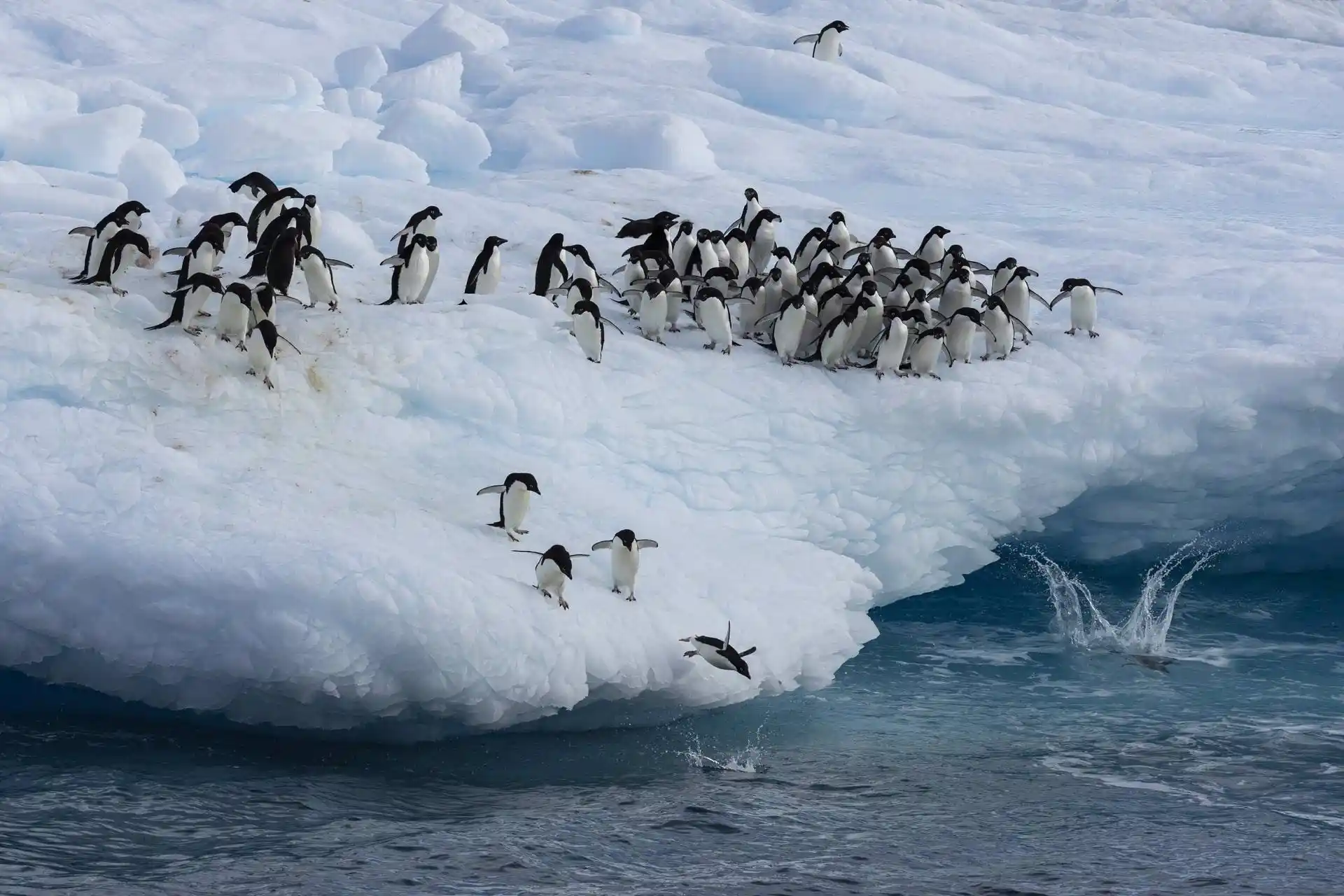 Los pingüinos emperadores ven amenazado su hábitat ante el deshielo de la Antártida / Foto: John Weller