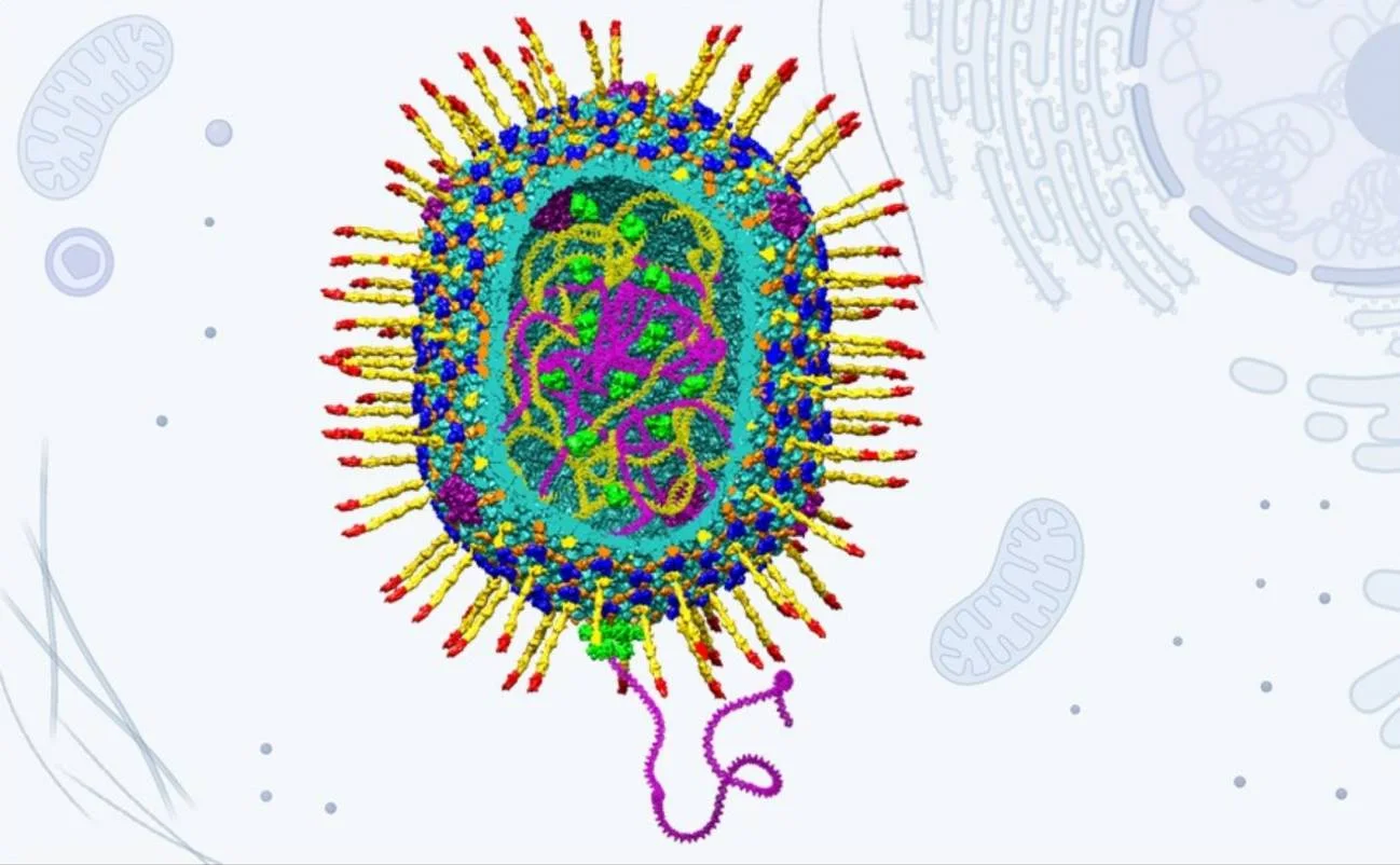 Estructura del vector artificial diseñado a partir del virus bacteriófago T4 / Imagen: Venigalla Rao/Victor Padilla-Sanchez/Andrei Fokine/Jingen Zhu
