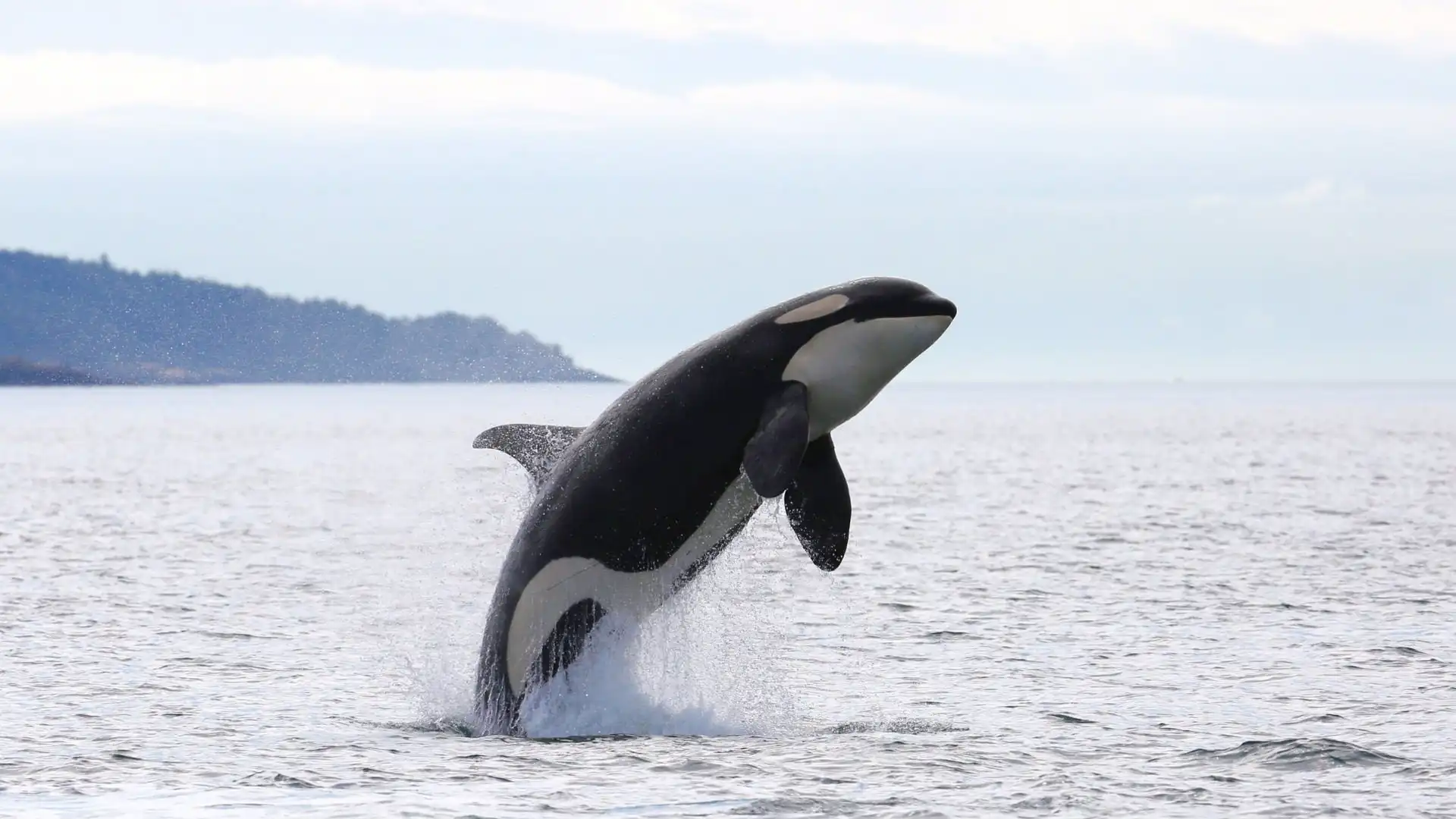 Una orca en una imagen de archivo. Marcaje de orcas para reducir la interacción con embarcaciones / Foto: EP