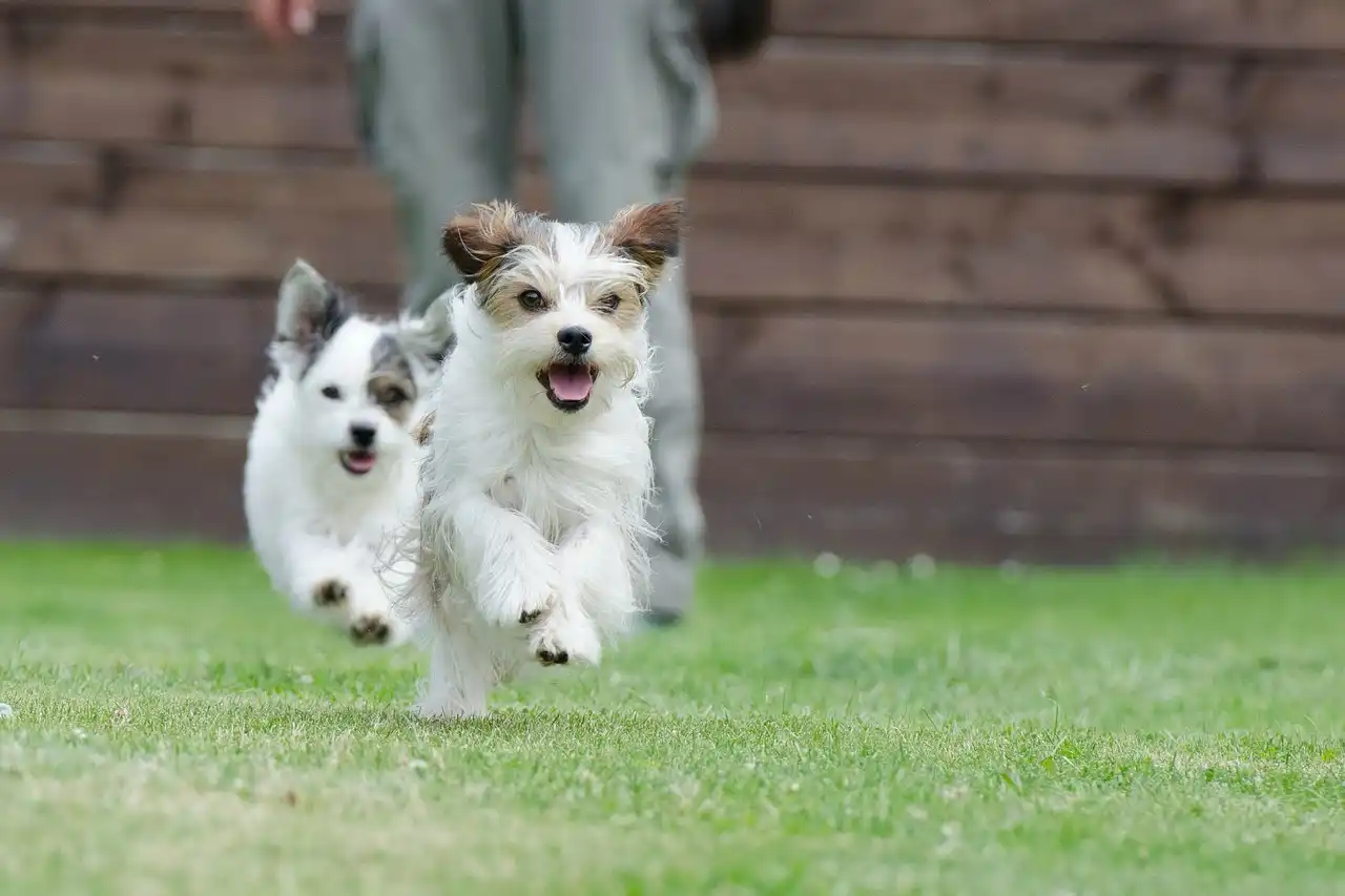 Perros corriendo / Foto: PB