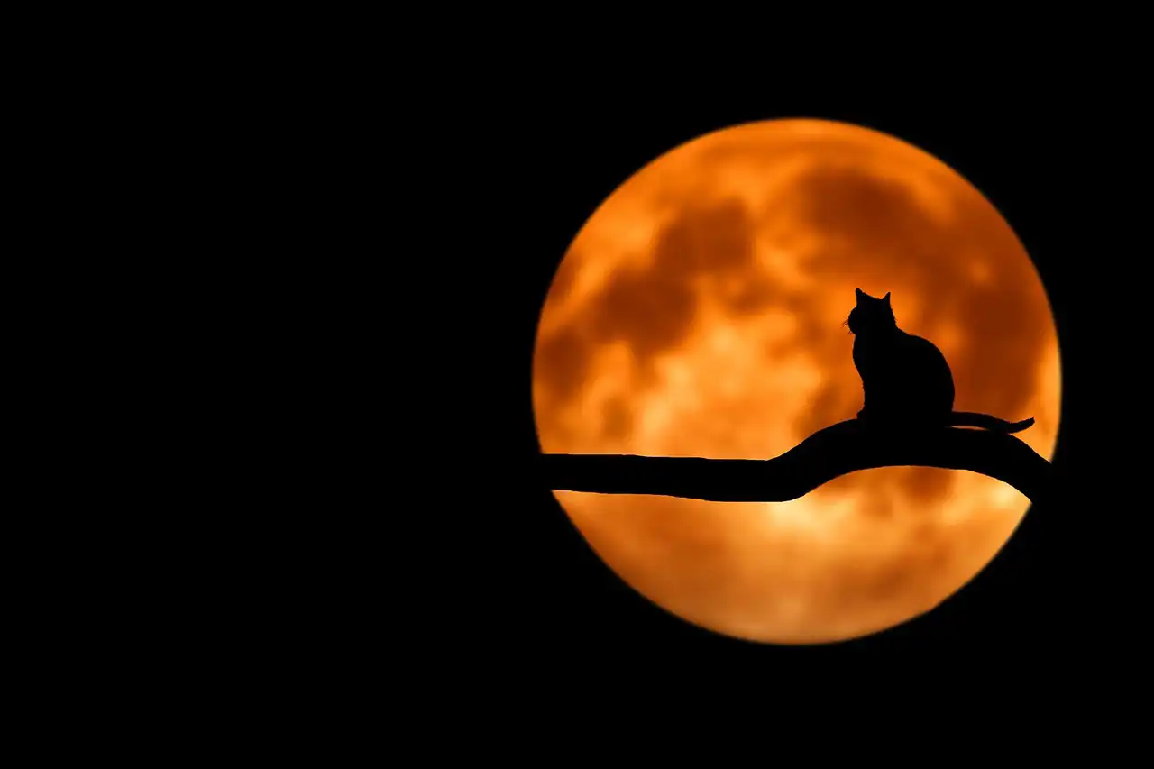 Gato en la noche. Curiosidades gatos / Foto: PB