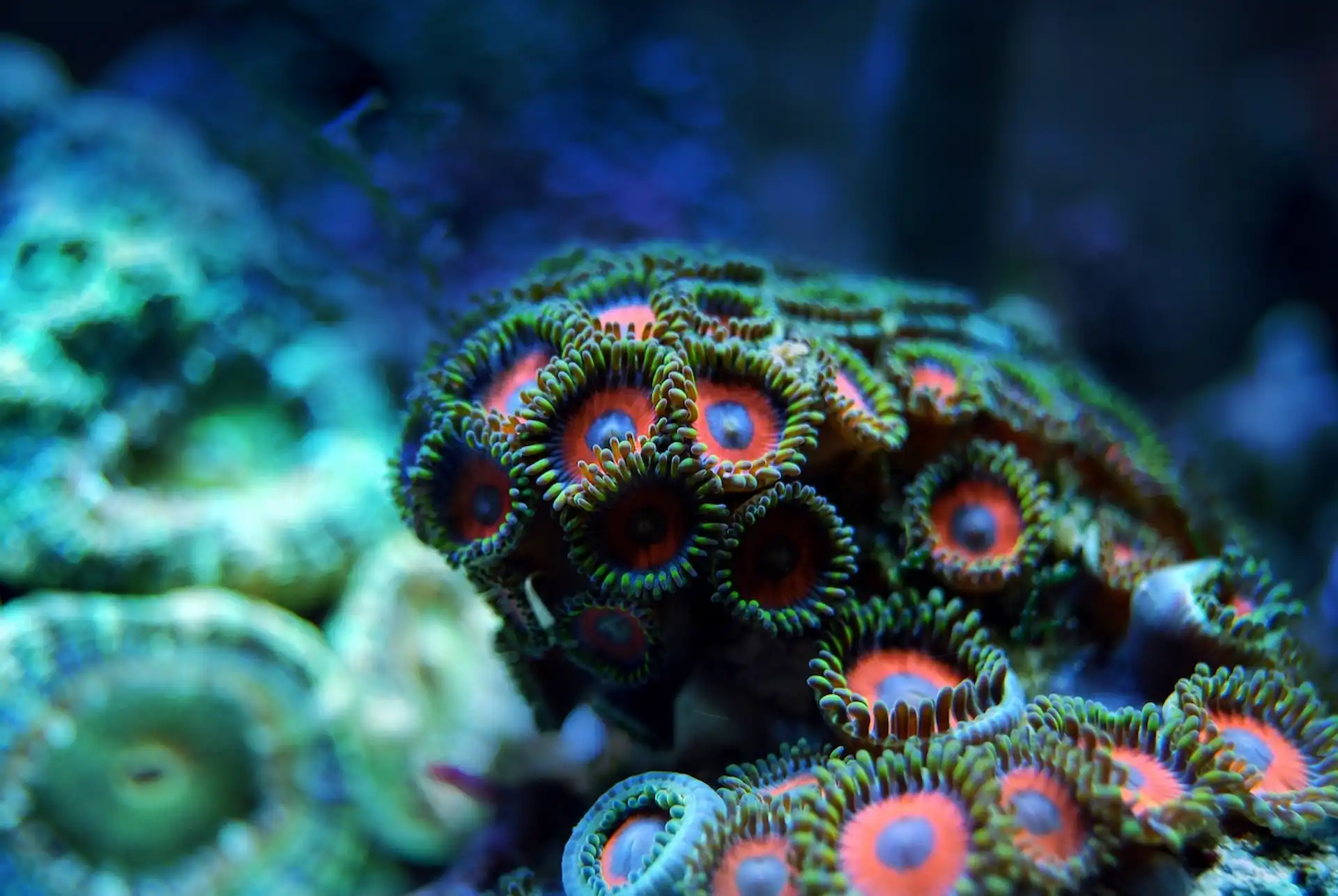 Una de las muchas variedades de coral que se encuentran en los arrecifes / Foto: FP