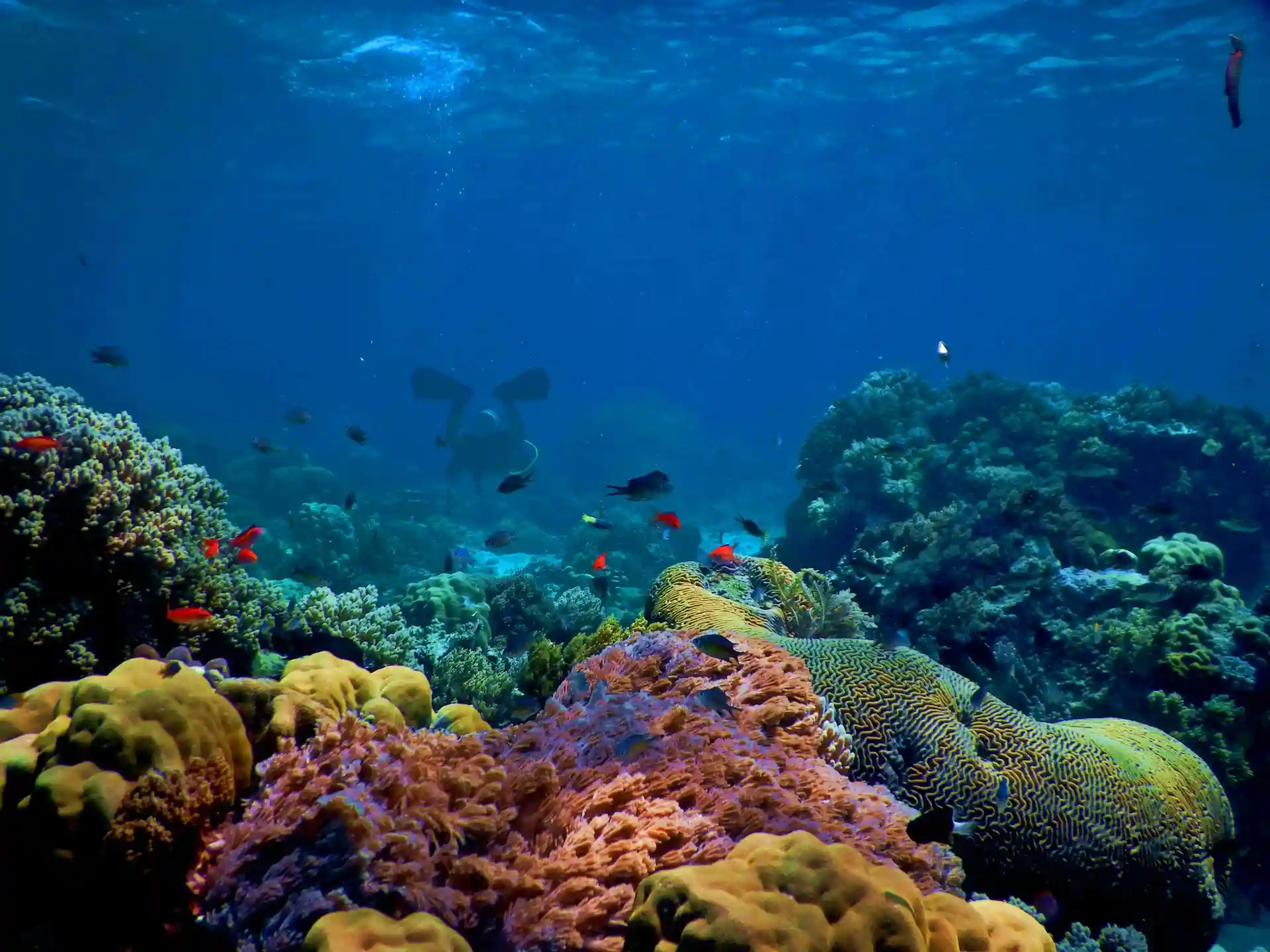 Fondo marino con arrecifes de coral, Indonesia / Foto: UP Fondo marino con arrecifes de coral, Indonesia / Foto: UP
