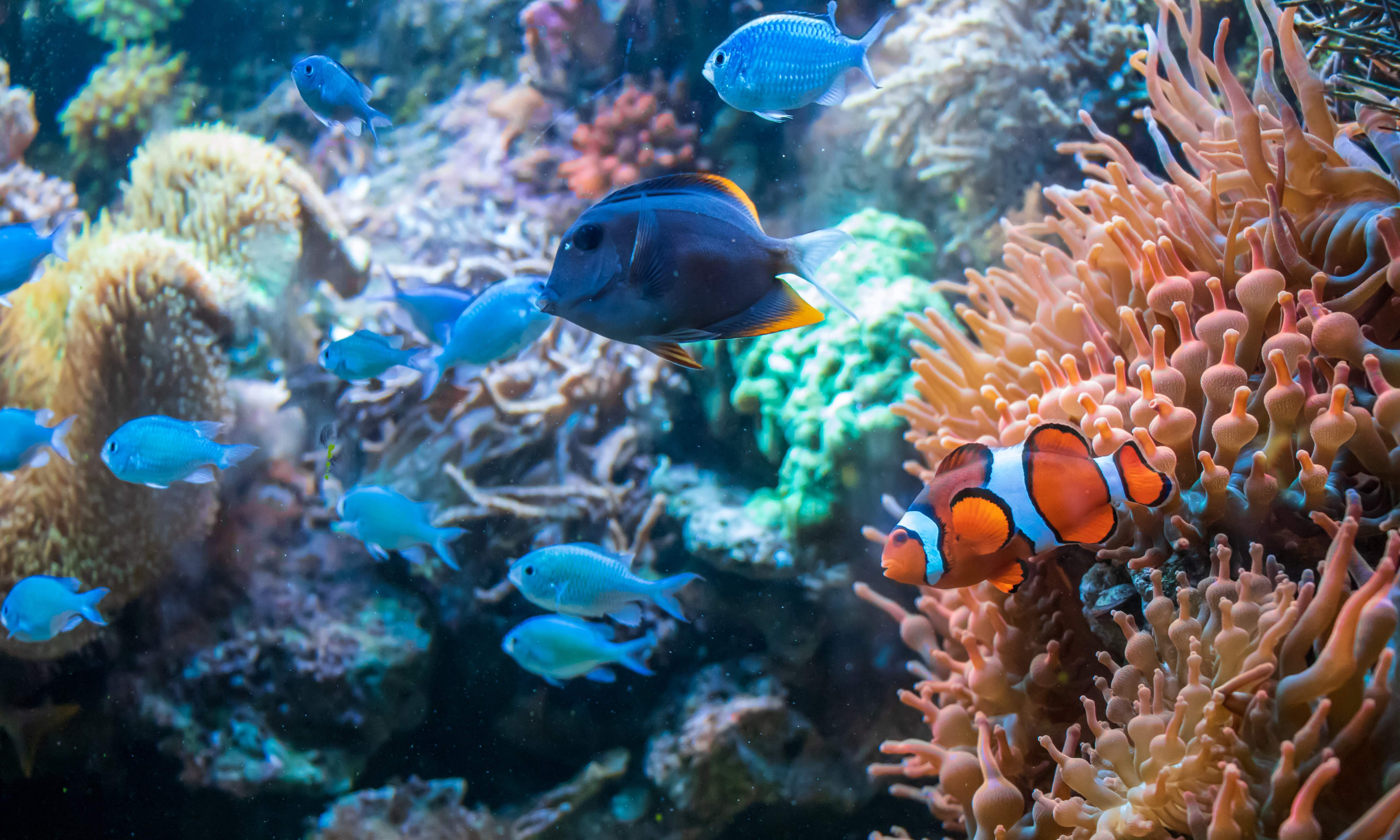 Pez payaso y malawi azul nadan cerca de un coral duncan. Día Mundial de los Arrecifes / Foto: FP