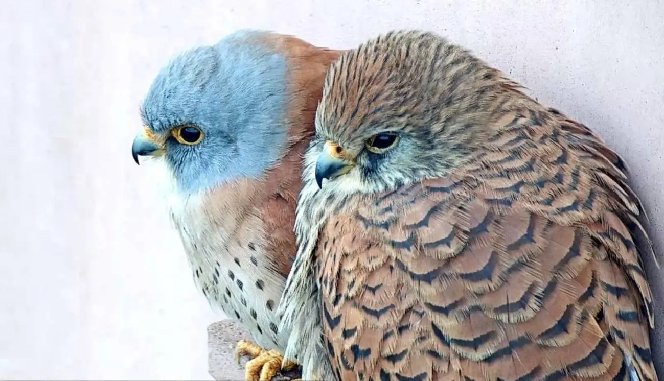 Ejemplares de cernícalo primilla, a través de una cámara en directo del Parque Nacional de Cabañeros / Foto: SEO/Birdlife