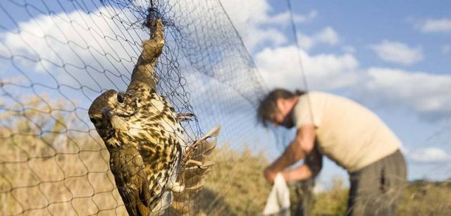 Un zorzal común atrapado en la red durante uno de los censos de aves migratorias que se realizan en la reserva / Foto: Josep Cano