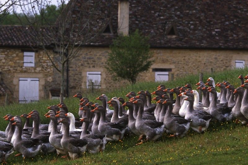 Ocas criadas en Francia para producir 'foiegras' mediante un proceso considerado muy cruel con los animales / Foto: Josep Cano