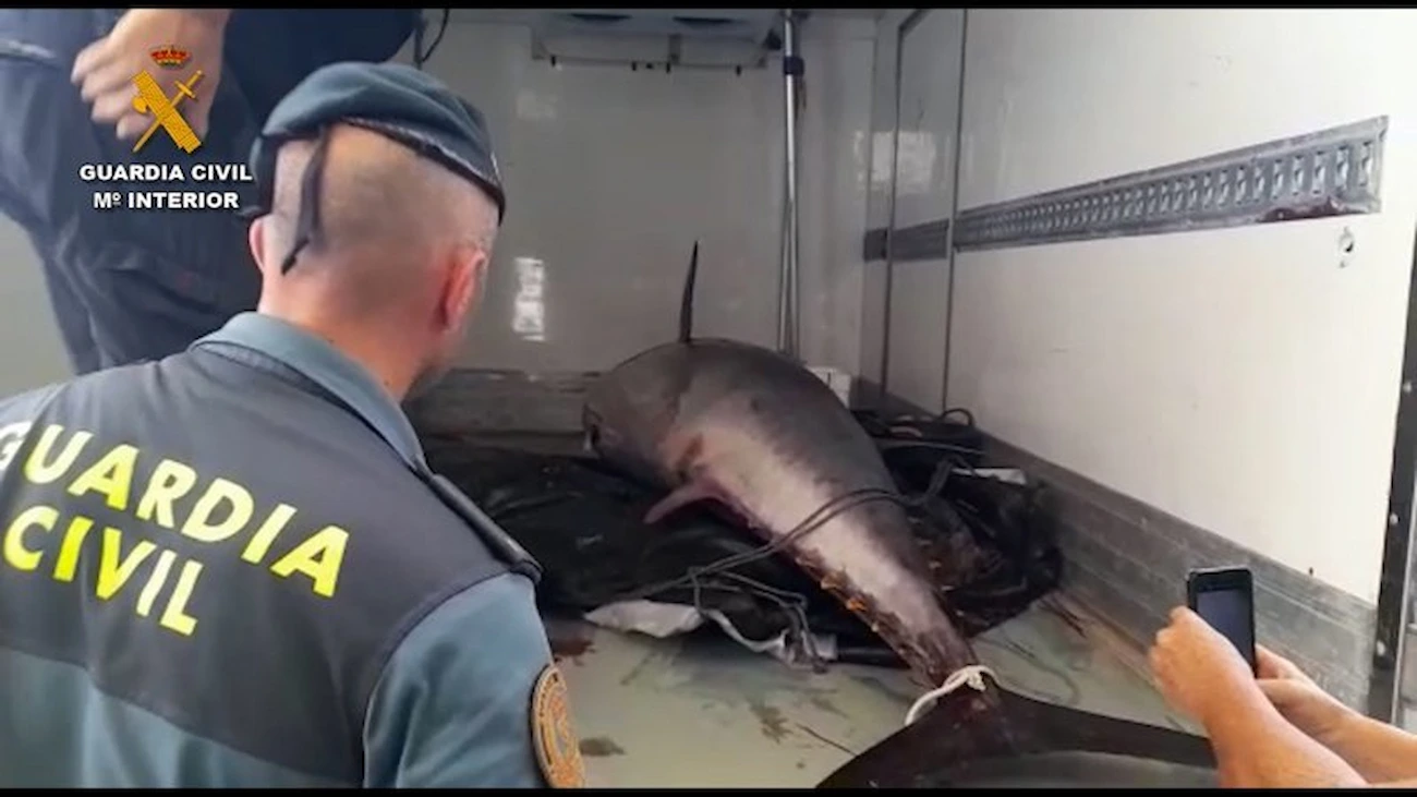 Agentes de la Guardia Civil ante un ejemplar de atún rojo procedente de la pesca ilegal / Foto: EP