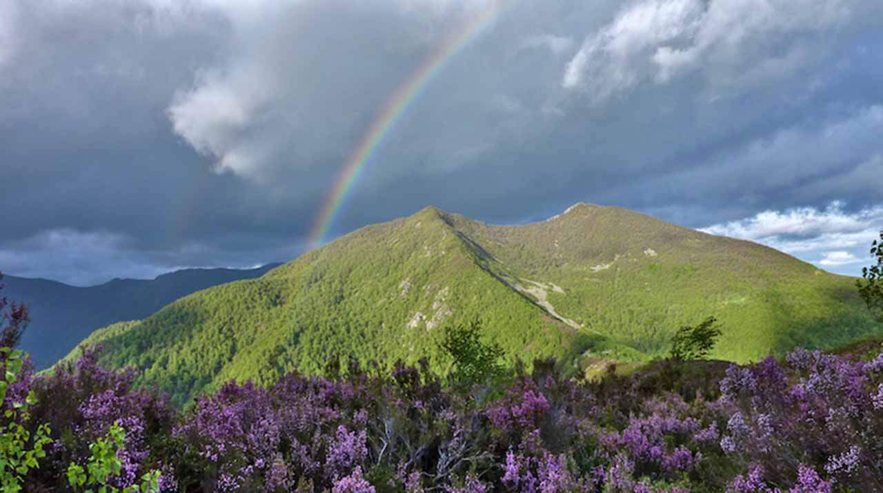 Renaturalización de brezales y bosques en el puerto del Connio, Asturias, ¿ El monte está "sucio"? / Foto: Mario Quevedo de Anta, Author provided