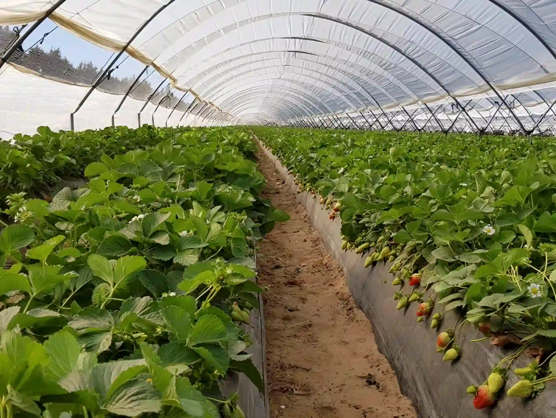 "Extracción ilegal de agua" en Doñana. Cultivo de fresa / Foto: EP