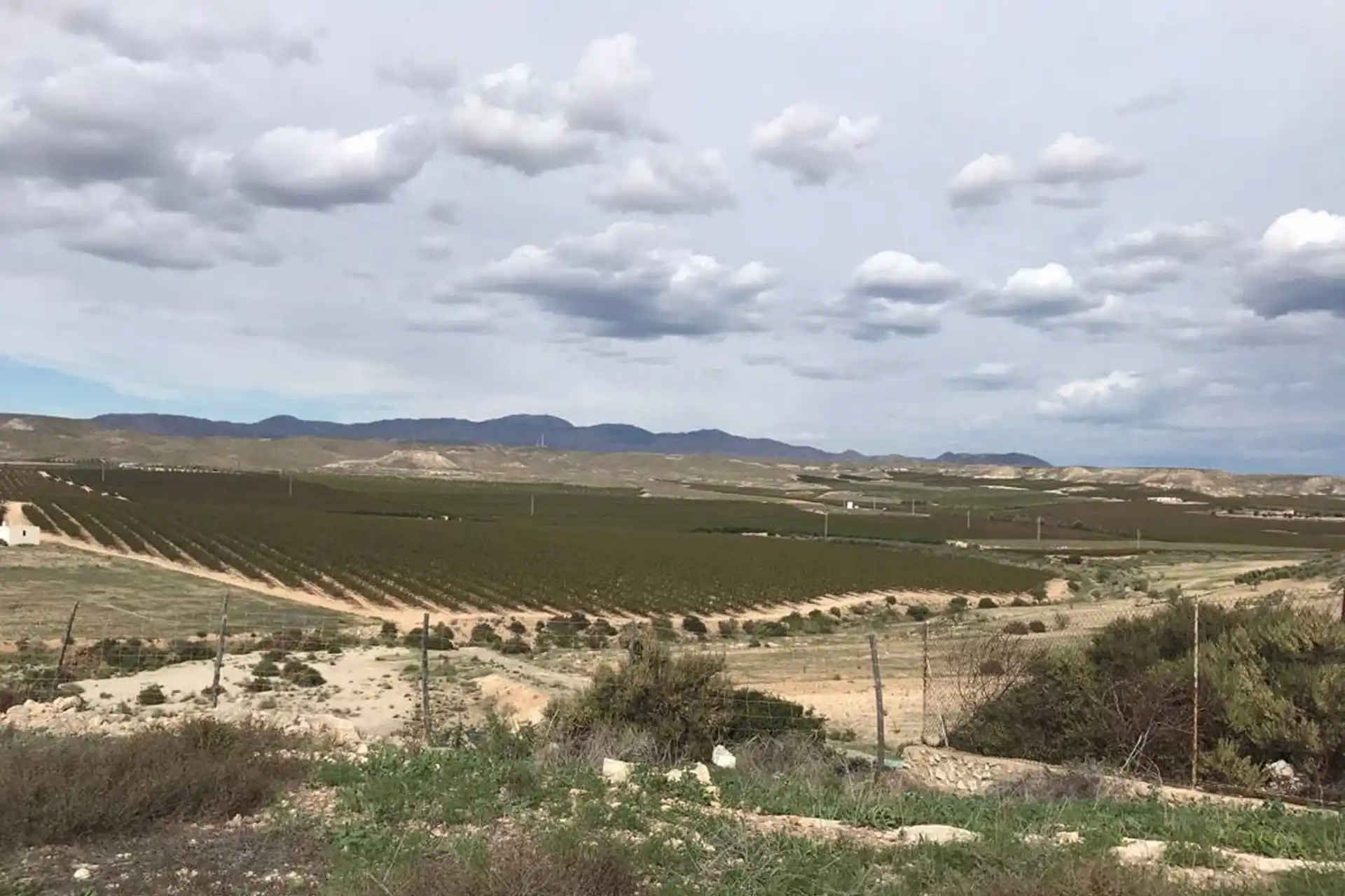 Frutales en regadío en Aguamarga (Almería) / Foto: Asociación Amigos del Parque Natural Cabo de Gata-Níjar