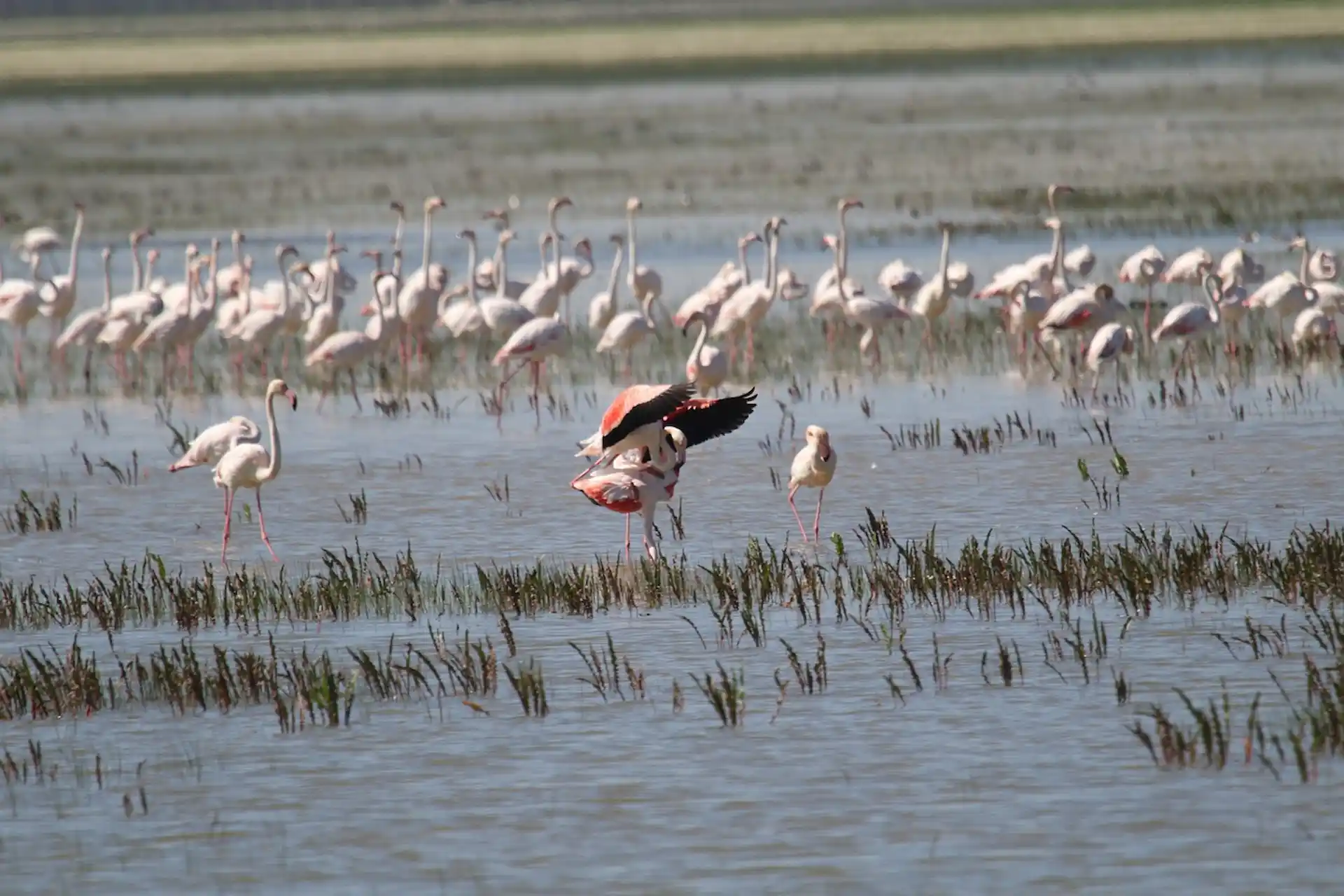 Decenas de flamencos en uno de los ecosistemas acuáticos del Parque Nacional de Doñana, Huelva (España). Biodiversidad  / Foto: PB