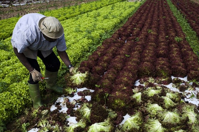 La agricultura consume de 5 a 10 veces menos agua que la ganadería para producir las mismas proteínas / Foto: Josep Cano