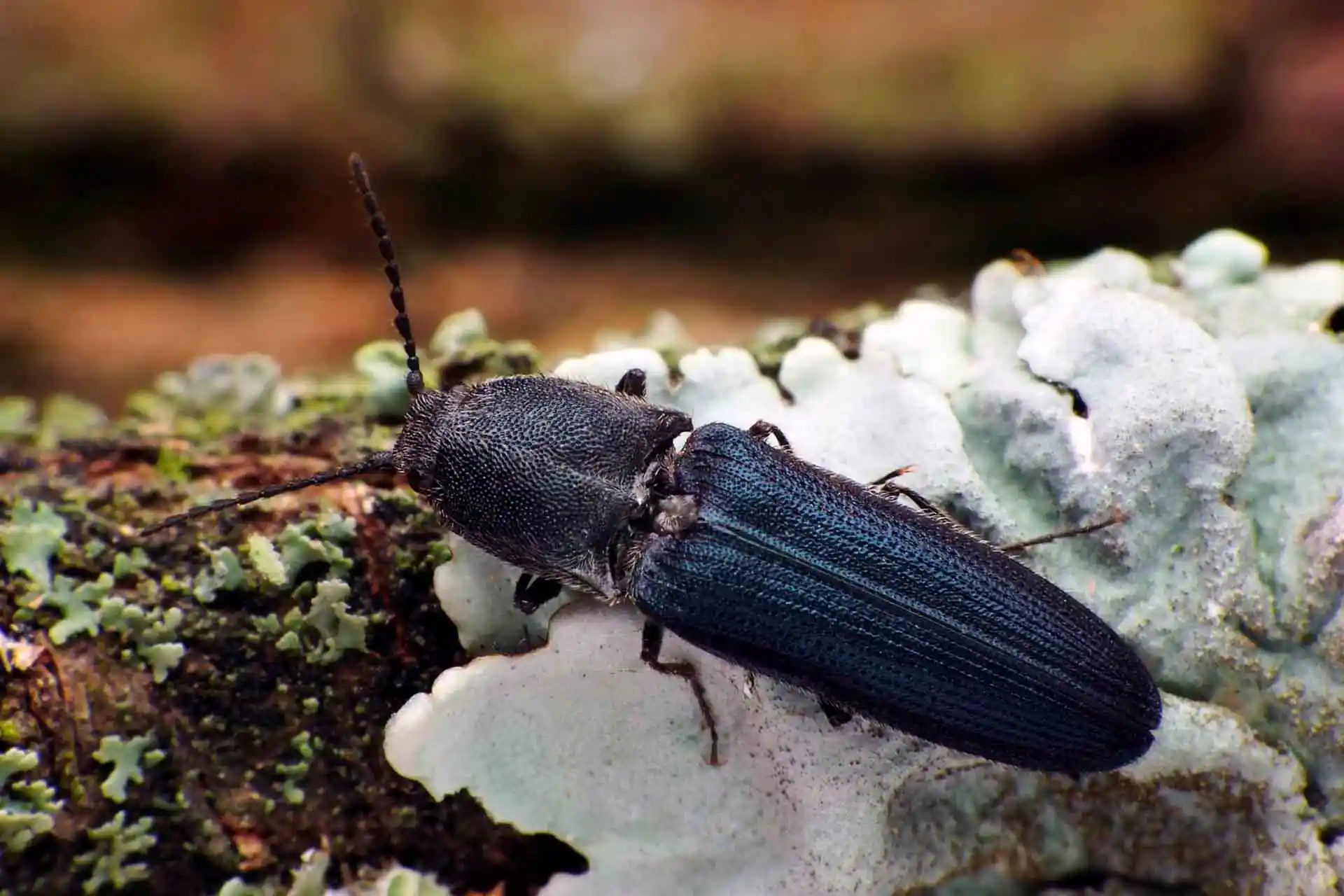 Investigadores de la UA advierten de la alarmante pérdida de insectos de bosques mediterráneos por el cambio climático / Foto: EP