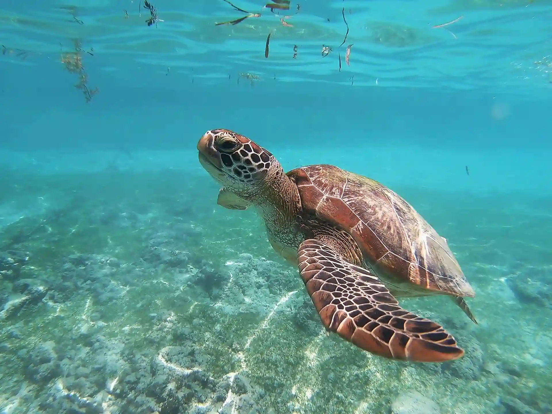 Ejemplar de tortuga boba. Día Mundial de los Océanos