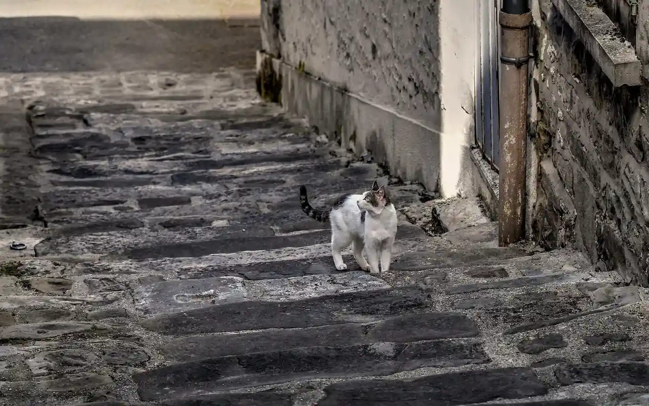 Anticonceptivos de una única dosis para gatas / Foto: PB