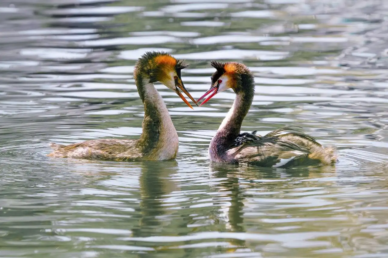 Brote de gripe aviar en la Comunitat Valenciana limitado a aves acuáticas. Dos ejemplares de Somormujos 'Podiceps cristatus' / Foto: PB