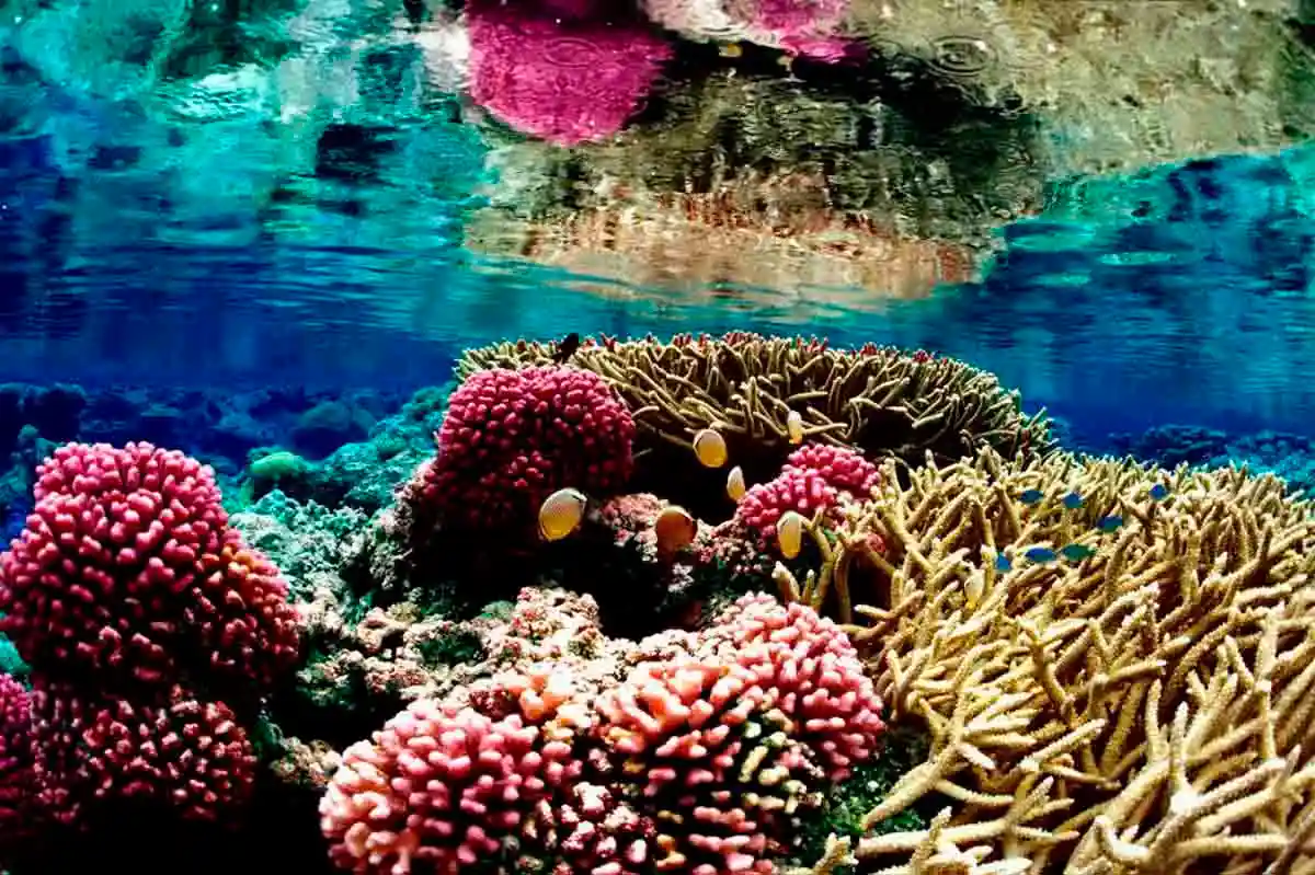Una enfermedad inmunitaria amenaza los corales del mundo / Foto: EP