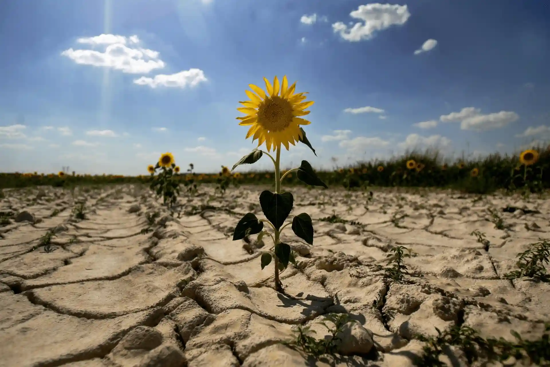 Falta de agua e "insostenibilidad del regadío" en España / Foto: EP