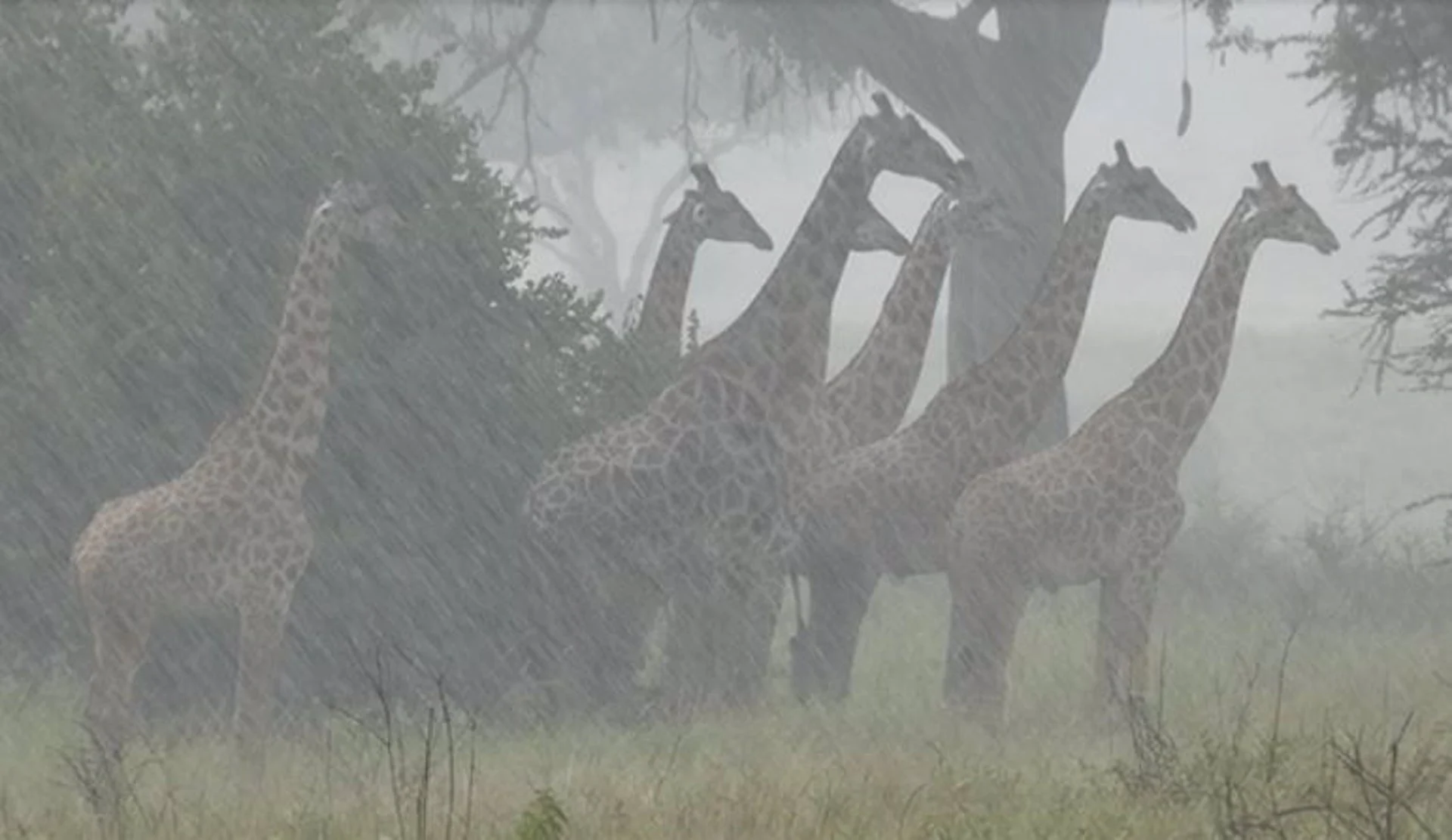 Las jirafas son más vulnerables a las lluvias intensas que a las olas de calor / Foto: Derek Lee - EP