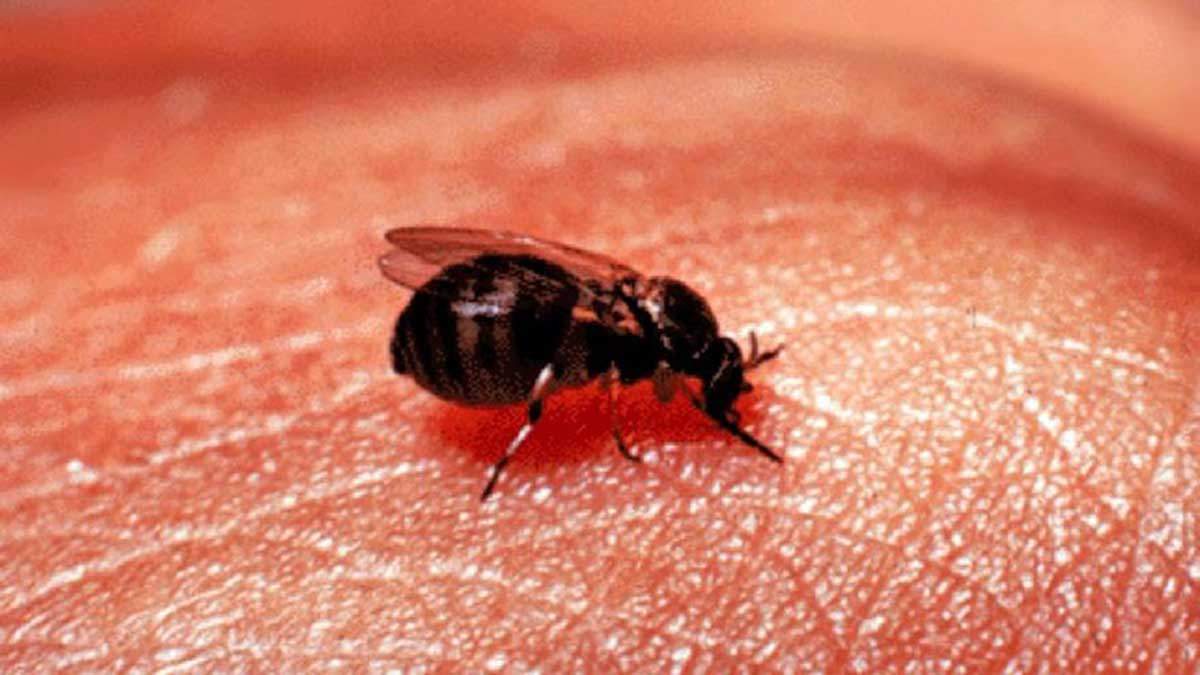La actividad de la mosca negra se adelanta por la ausencia de lluvias / Foto: US Department of Agriculture