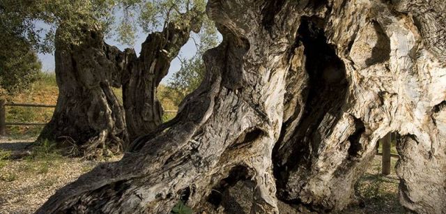 Más ejemplares de olivos milenarios del territorio del río Sénia / Foto: Josep Cano